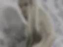 Kleopatra