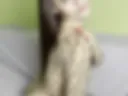 ТИГРИЦА 2