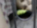 Ass