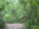 Голая в лесу