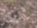 Sex in nature, free!
