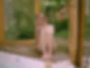 masturbation and fingering in the shower