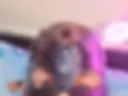 Dick show