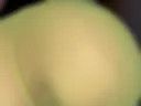 play pussy in bee pantyhose