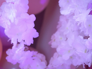 Cherry Tree