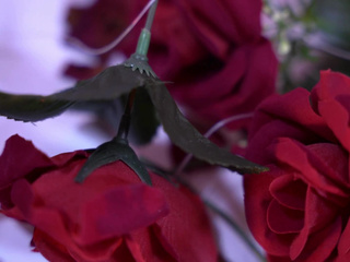 We don't need roses... just the touch of your skin.