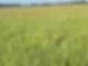 grassland Run