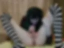 #13 I suck myself off and then play with a dildo in my ass