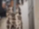 My nude video
