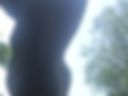 Penis