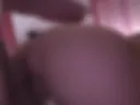 Pecora