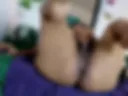 pussy