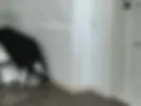 Anal