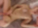 Fuckmachine, BJ, full naked, squirt