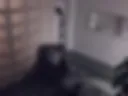 LOOK WHAT MY SECURITY CAMERA CAPTURED