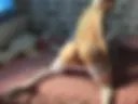 play my pussy in doggy and cum