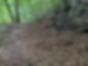 Forest. Blowjob. Cum on the face