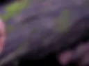 Lost in the woods and in desire