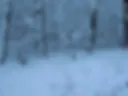 pranks in the winter forest