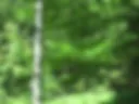 Auch Outdoor im Wald waechst die Lust
