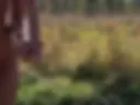 Bees tried to stop me from getting orgasm, but I got it. Riding dildo, doggy, classic, blowjob